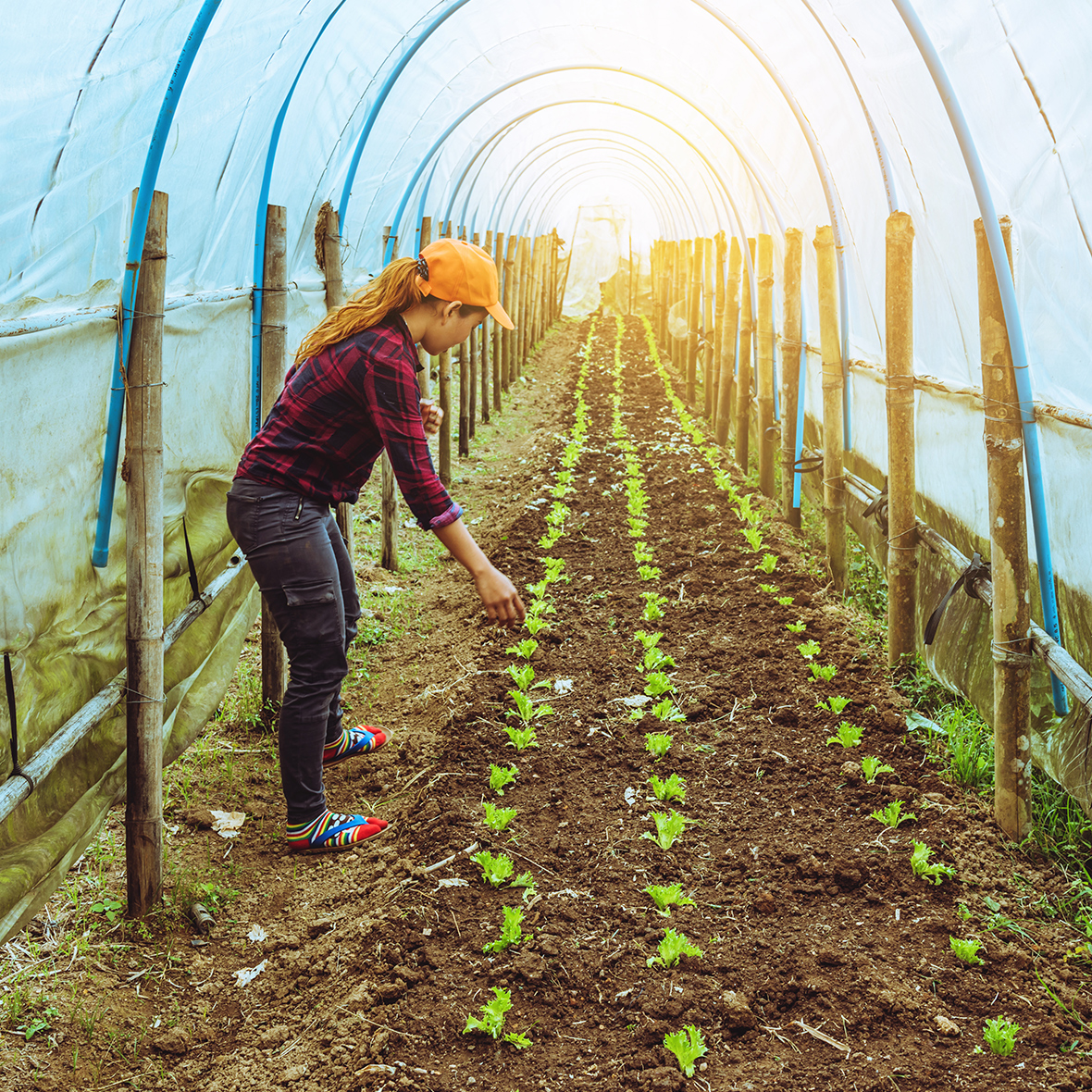 Agriculture & Horticulture